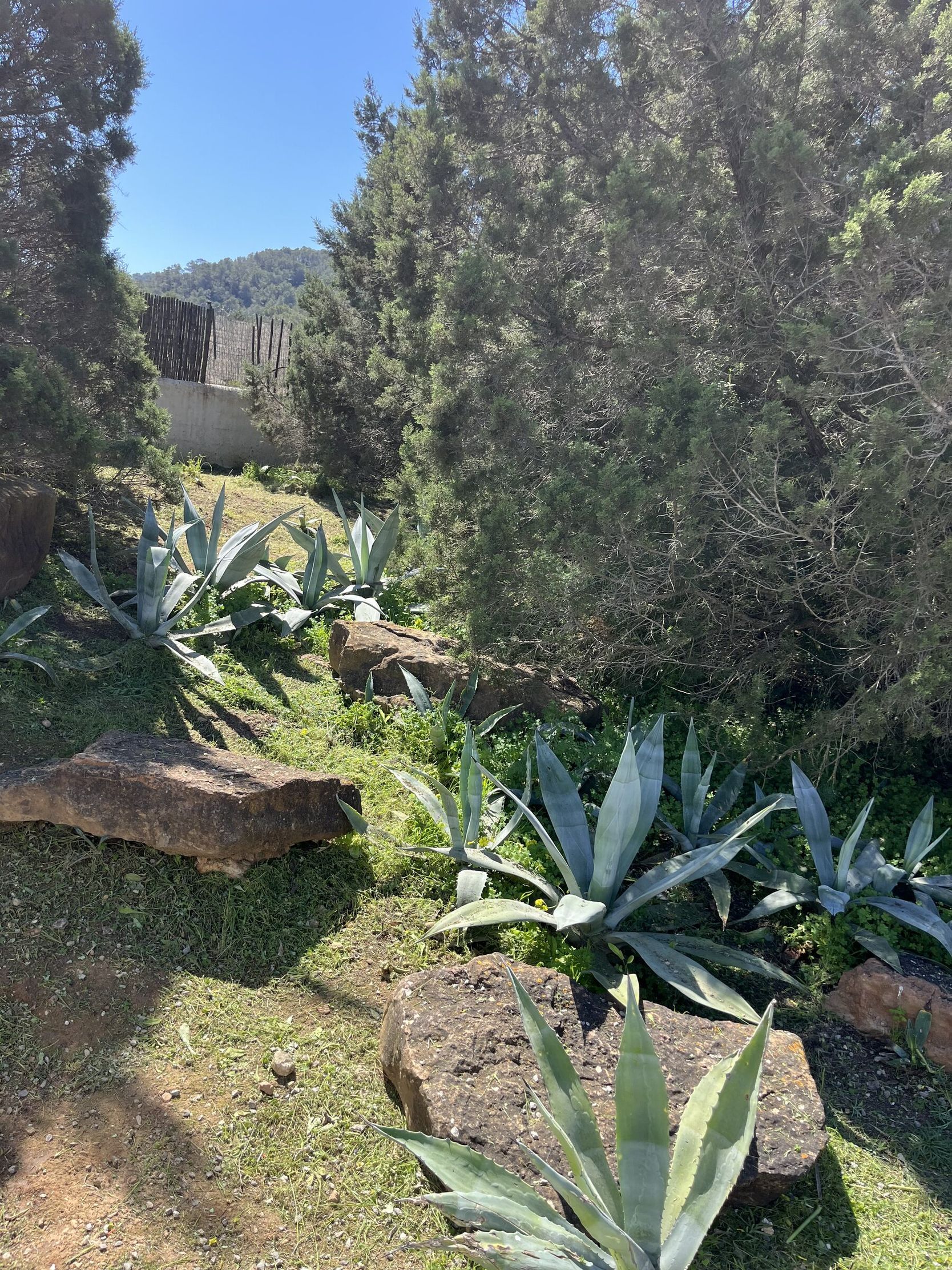 Agave plantado a lo largo de un talud con rocas, que no necesita riego una vez establecido