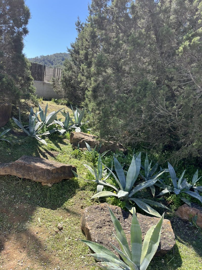 Agave plantado a lo largo de un talud con rocas, que no necesita riego una vez establecido