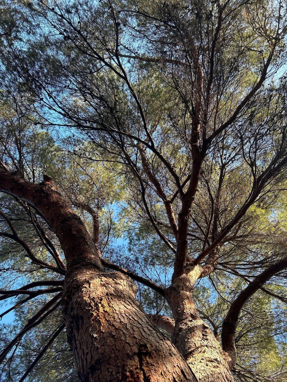 Vista desde abajo de la copa de un pino carrasco adulto durante la evaluación