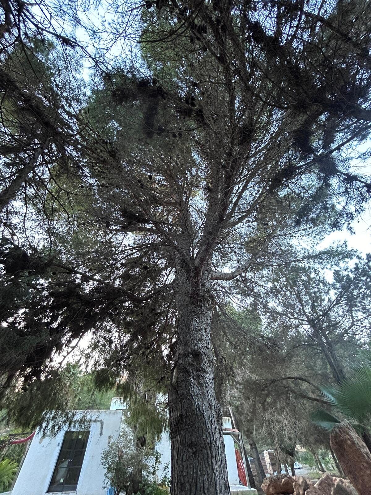 Pinos carrascos adultos sobre una obra en marcha en Cala Jondal