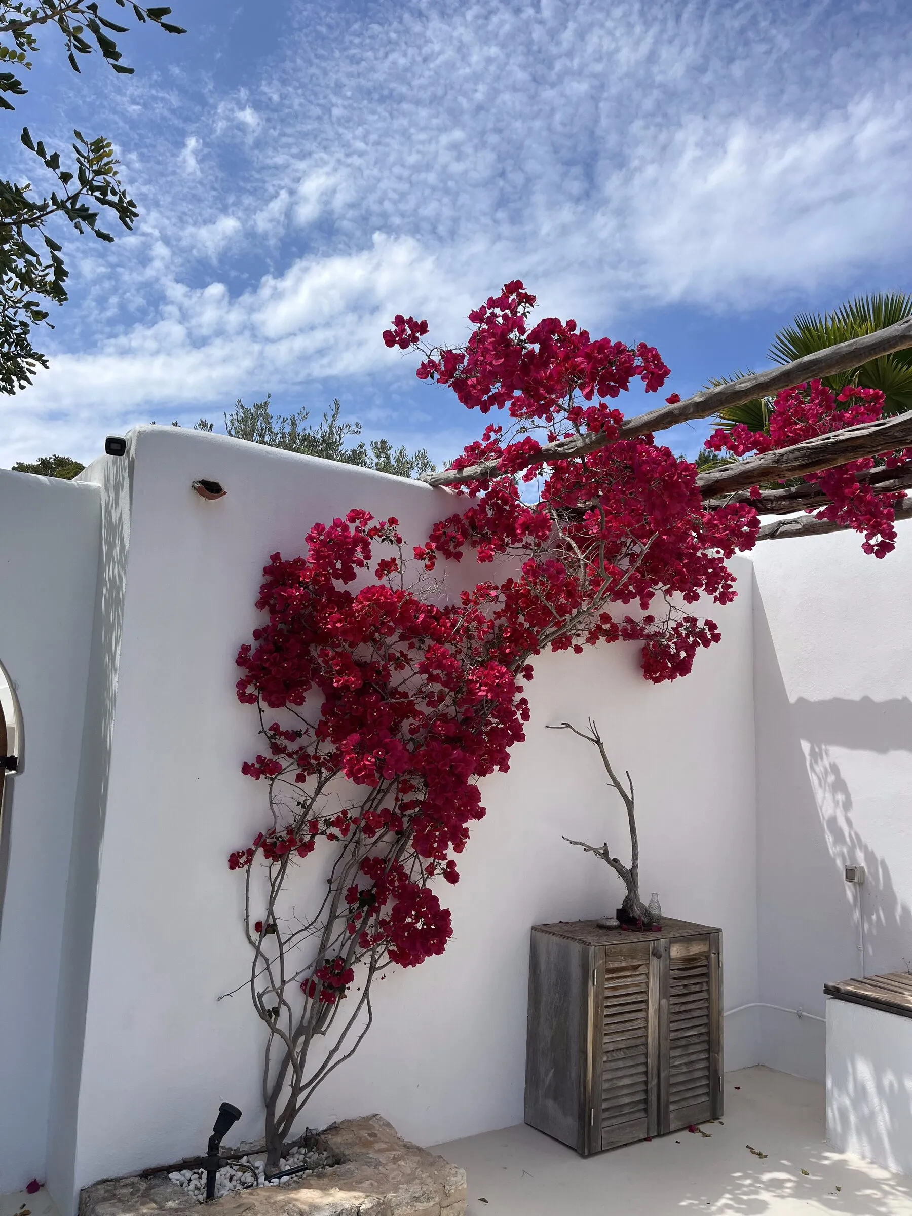 Buganvilla guiada sobre un muro enlucido en blanco y una pérgola