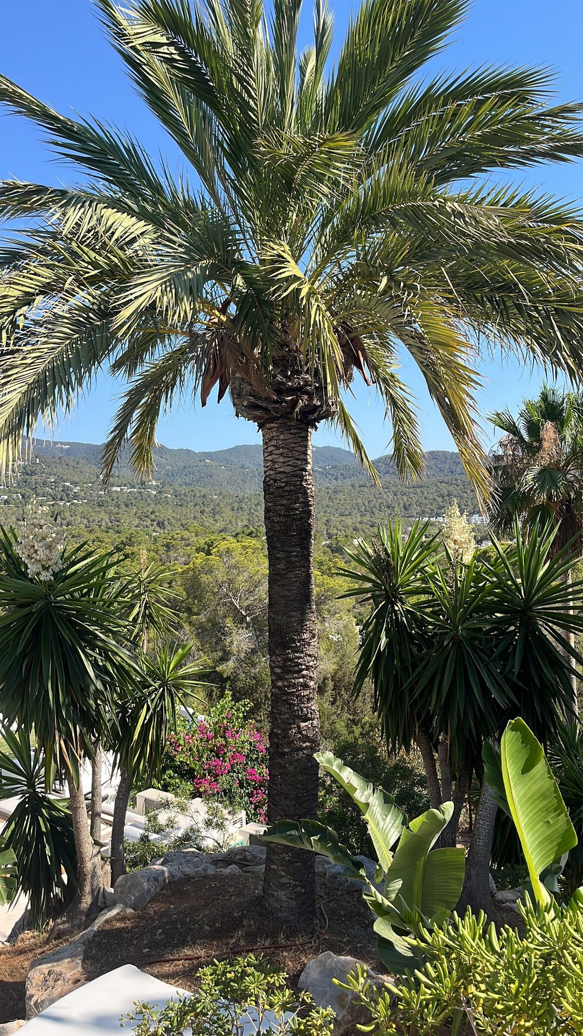 Looking up into the crown of a mature Canary date palm at Cala Tarida