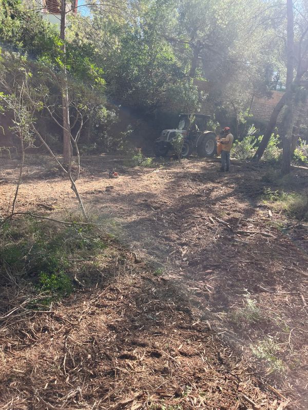Parcela bajo los pinos desbrozada, con un tractor y un operario con equipo de protección