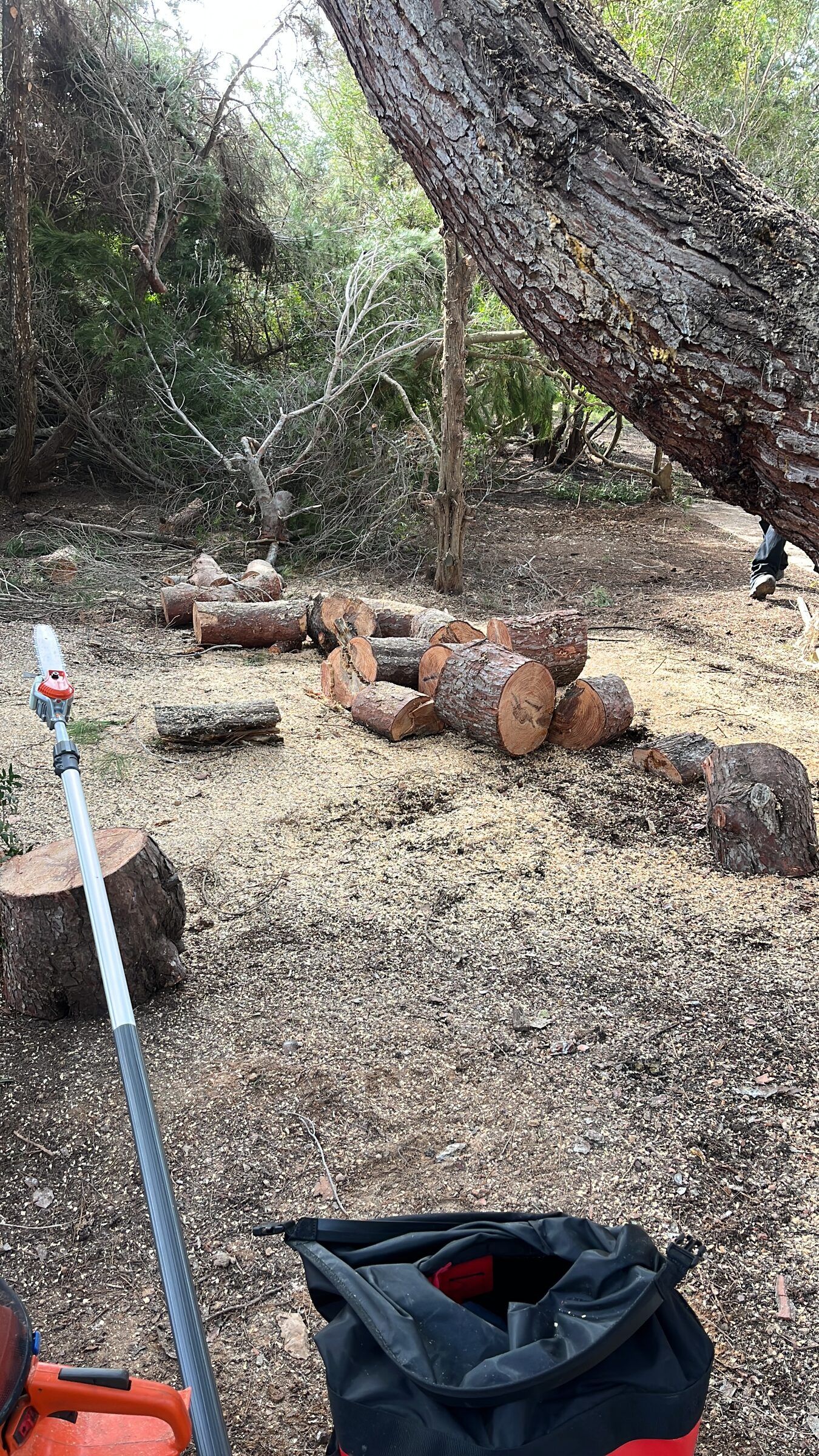 Trozos de tronco de pino y herramientas de poda en el suelo después de los trabajos de invierno en los árboles