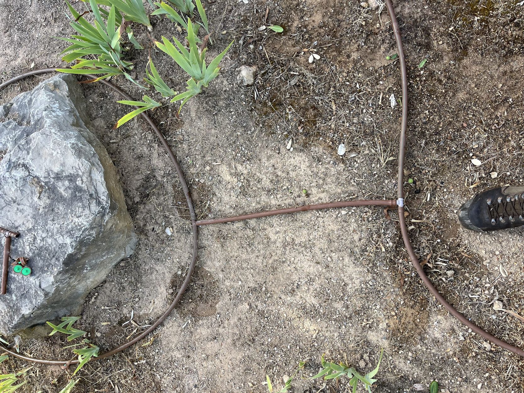 Una tubería de goteo rodeando una roca y plantas jóvenes