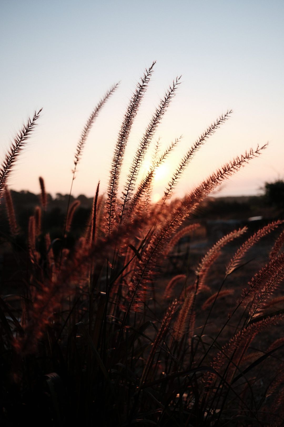 Pennisetum a contraluz con el sol bajo de la tarde, en un jardín de Ibiza