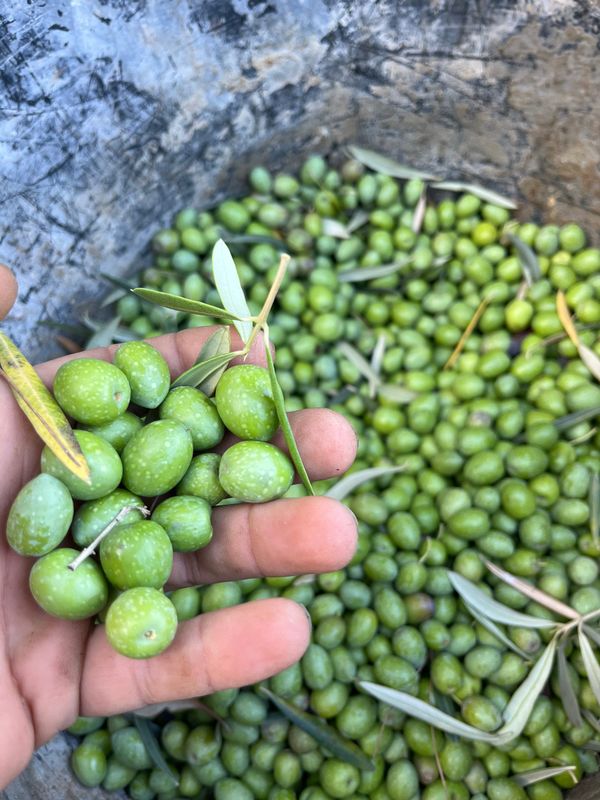 Una mano con aceitunas recién recogidas sobre el montón de la cosecha