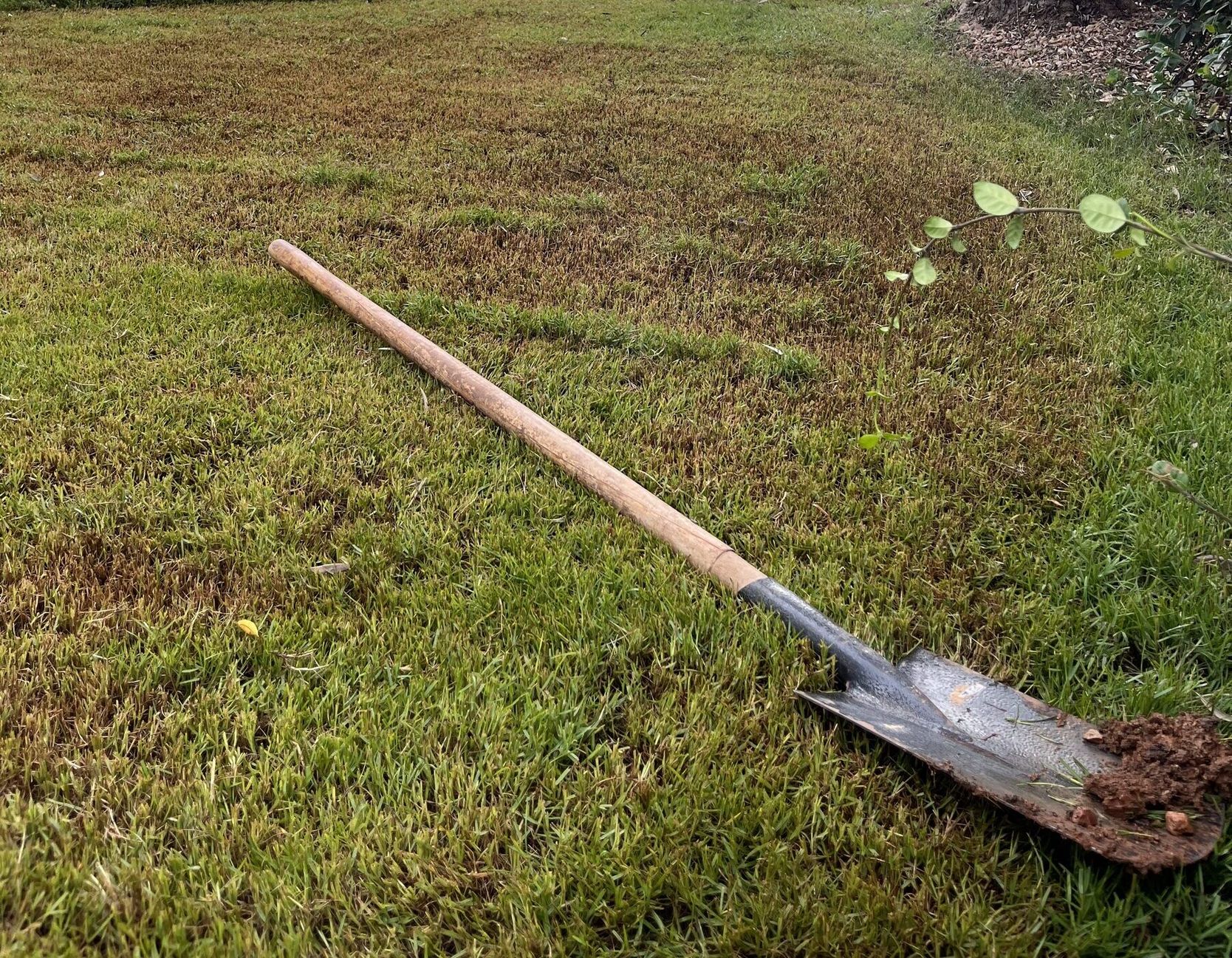 A lawn with patches of discoloured, waterlogged grass, a spade laid across it