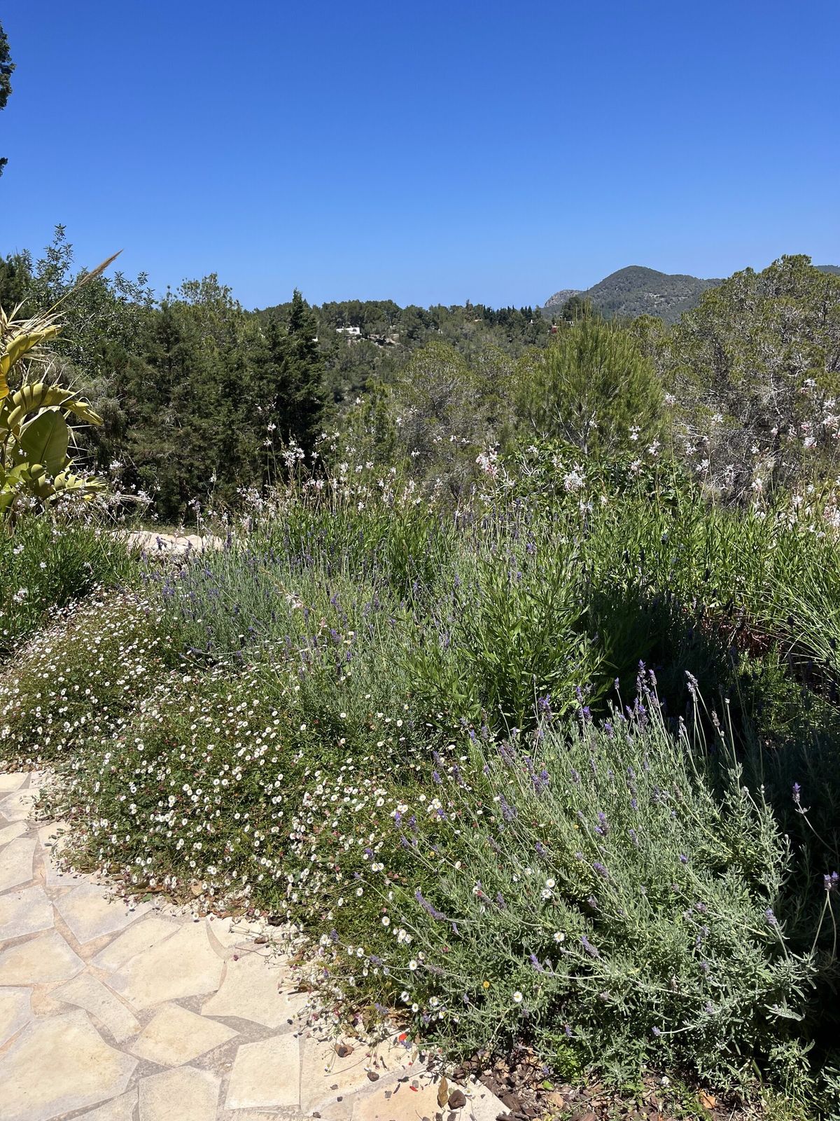 Lavender and cistus planted beside a flagstone path at Sant Joan