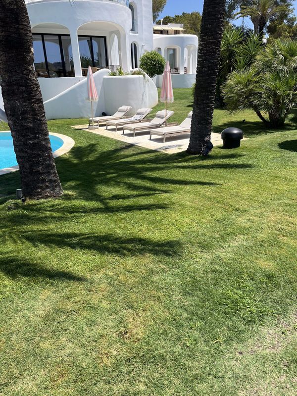 The same lawn at Cala Tarida restored and even beside the pool terrace