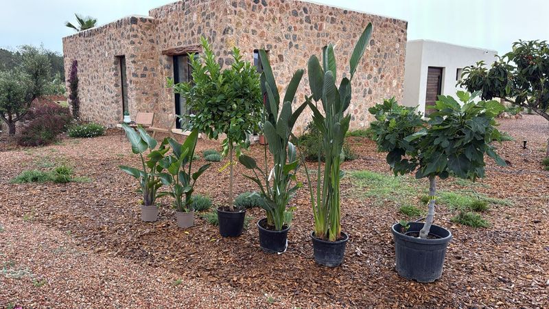 Potted trees and plants staged in front of a stone finca, waiting to be planted
