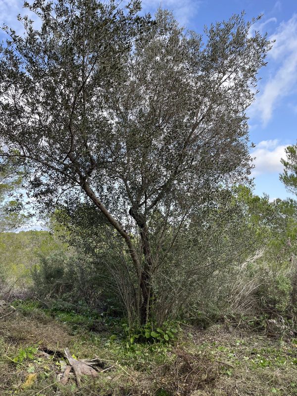 Un olivo viejo encontrado vivo durante el desbroce del sotobosque, antes de podarlo