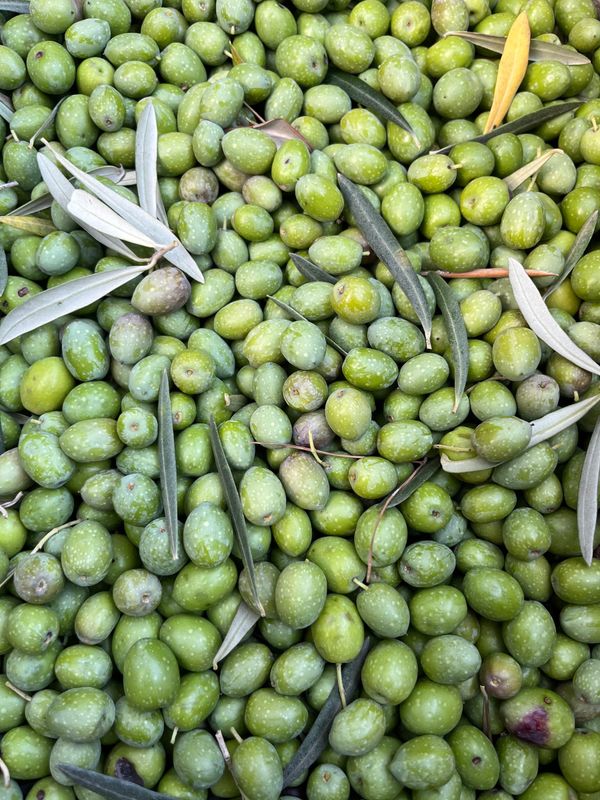 Un montón de aceitunas verdes recién recogidas a mano, con hojas de olivo