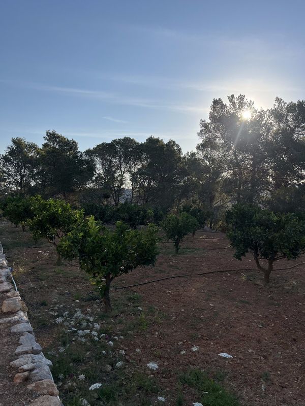 El huerto de naranjos en su bancal, con la tierra recién labrada