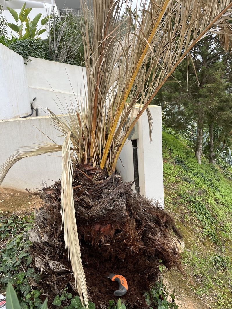 La copa de una palmera desplomada, colgando seca contra una pared blanca