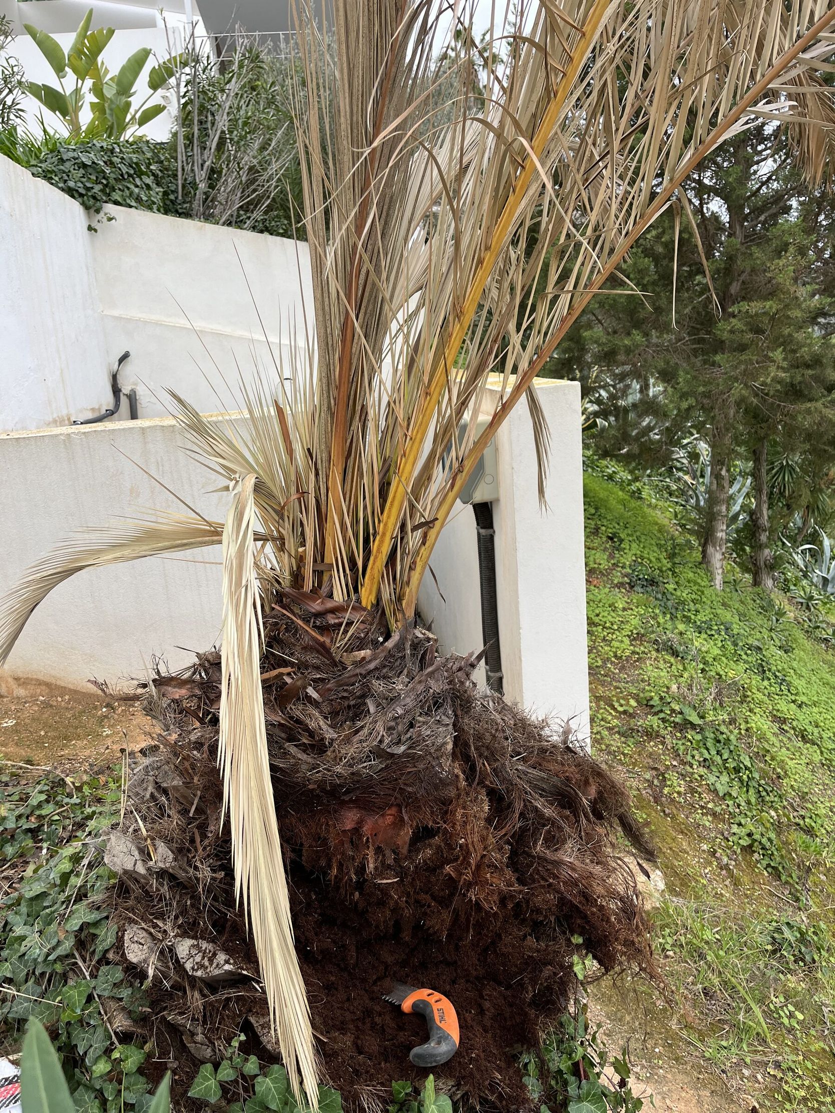La copa de una palmera desplomada, colgando seca contra una pared blanca