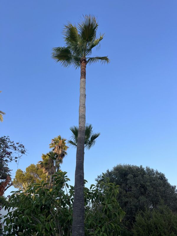 Una palmera con la copa limpia tras la poda de mantenimiento