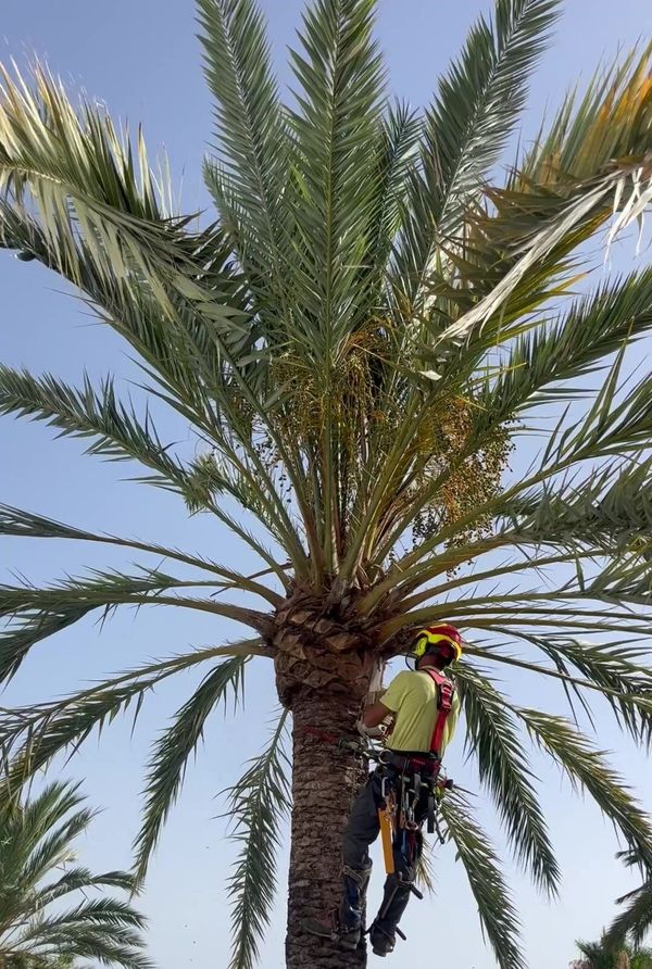 Un podador con casco y arnés trabajando con cuerdas en la copa de una palmera