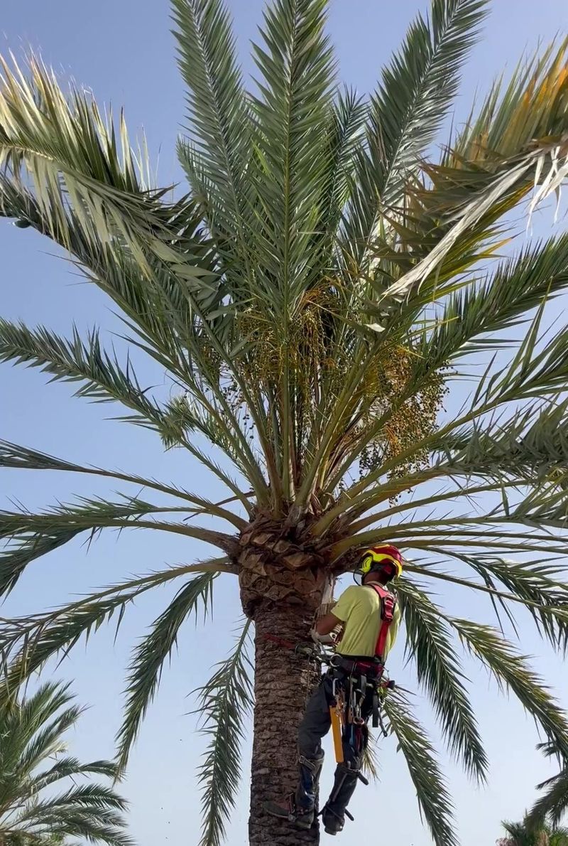Un podador con casco y arnés trabajando con cuerdas en la copa de una palmera