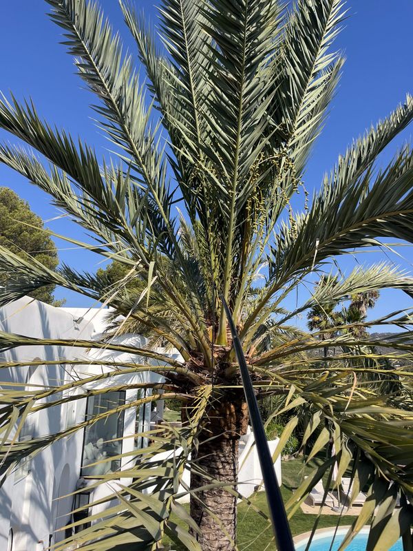 A treatment lance raised into a palm crown for red palm weevil treatment