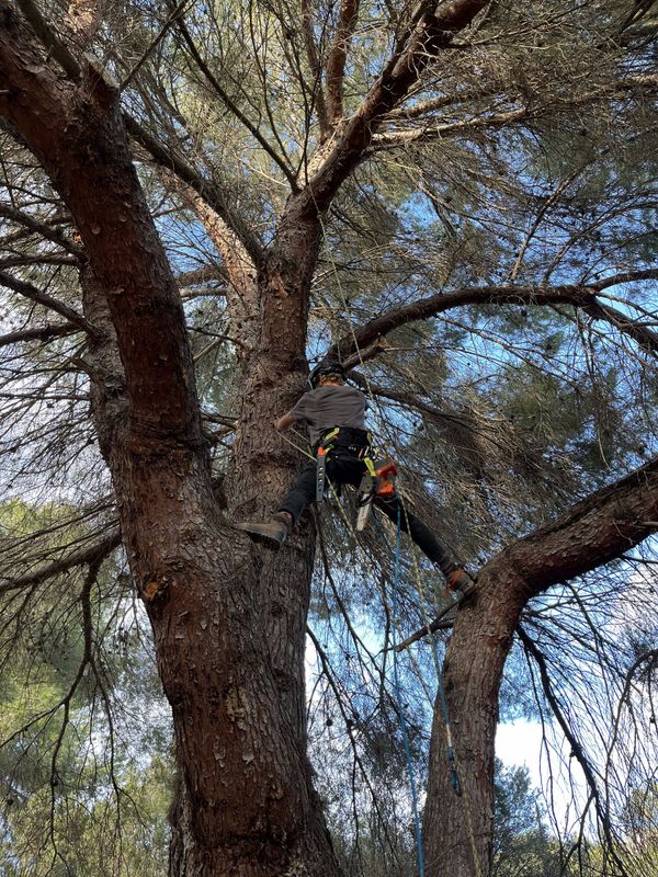Un trepador asegurado con cuerdas en la copa de un pino para la poda estructural
