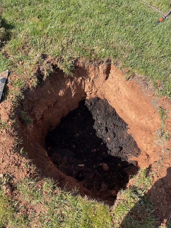 A planting hole excavated and prepared with compost ahead of planting