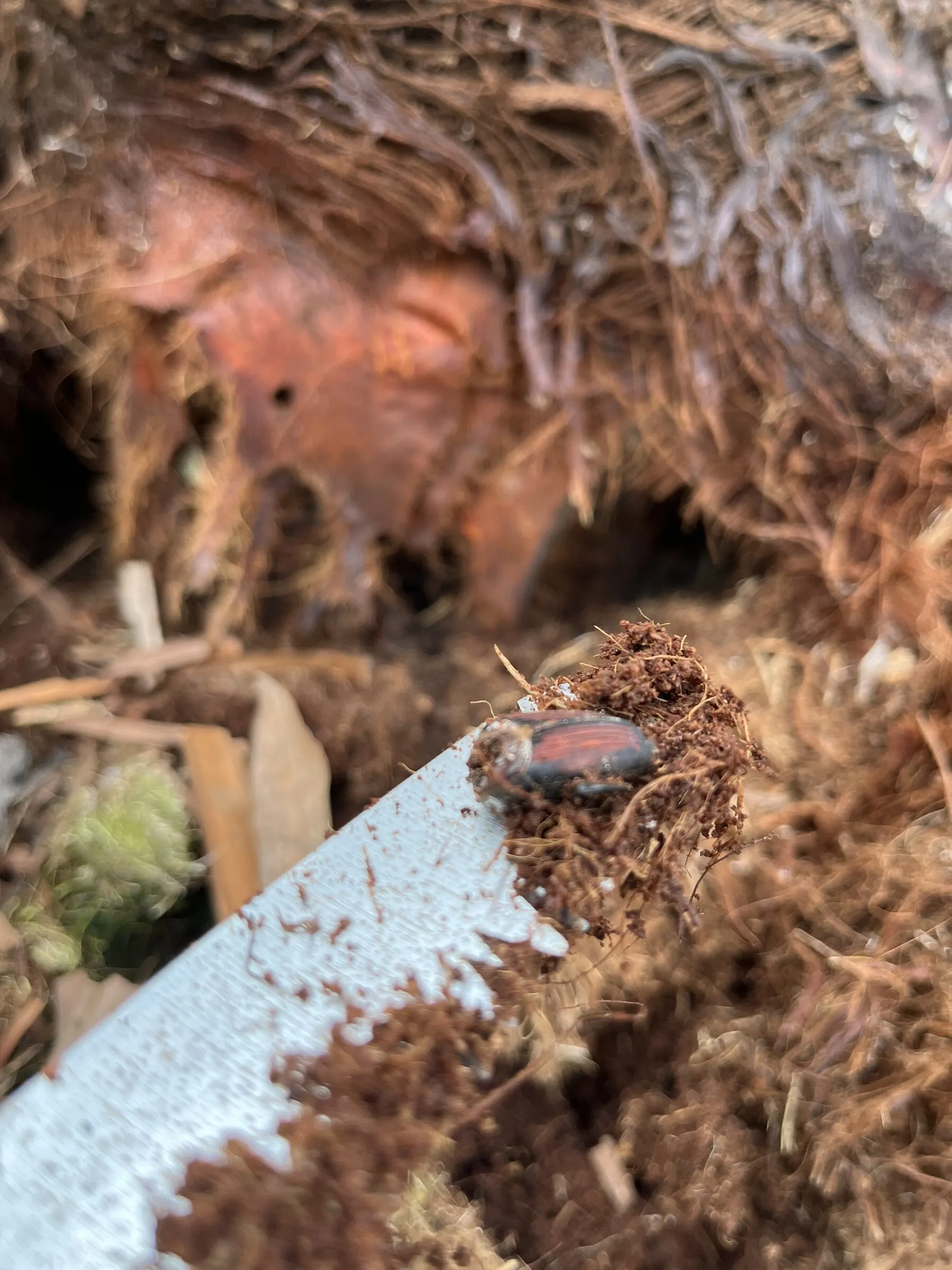 Primer plano de los daños del picudo rojo dentro de la copa de una palmera
