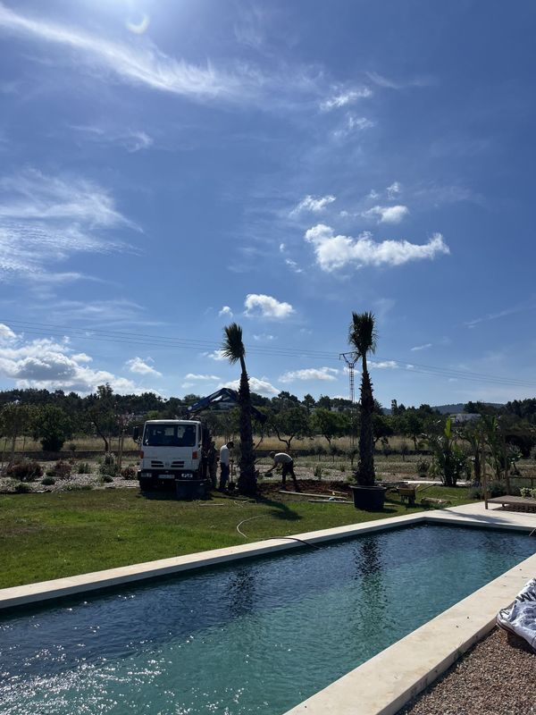 Un camión grúa y dos operarios plantando una palmera Washingtonia junto a la piscina, con otras dos palmeras ya plantadas