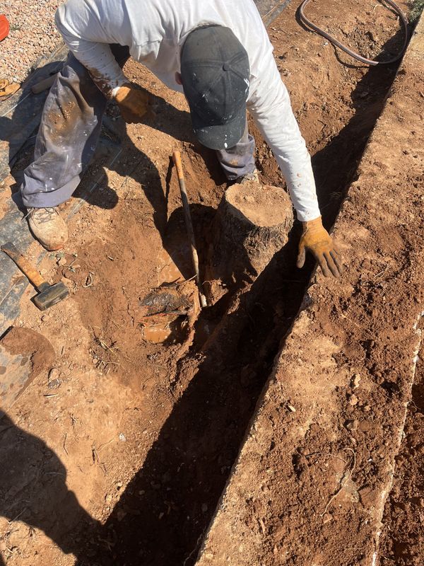 Un tocón de almendro sacado al abrir una zanja junto al muro de contención
