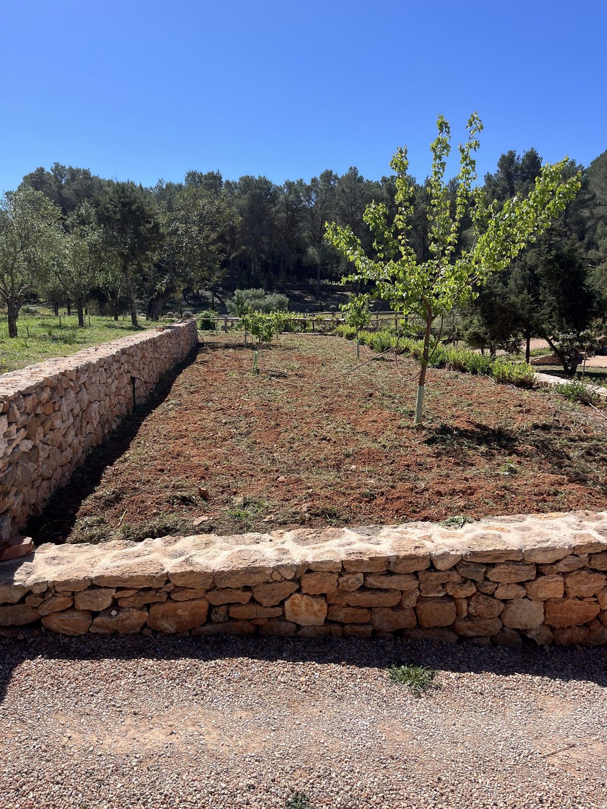 Un bancal labrado junto a un árbol frutal en Sant Rafel