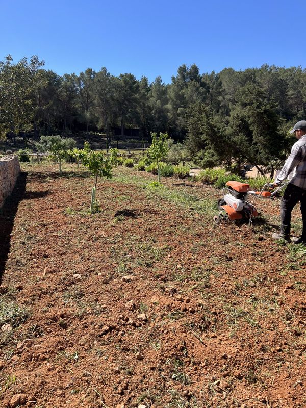 Un motocultor trabajando un terreno compactado en Sant Rafel
