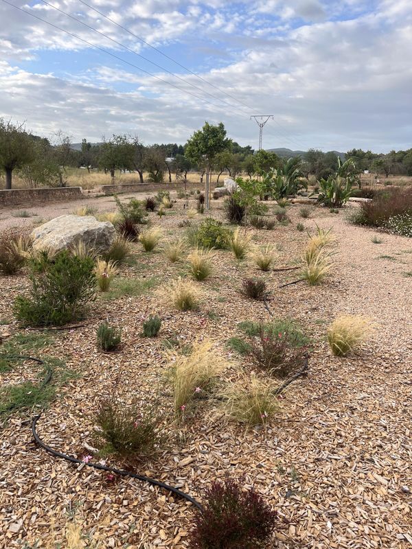 El mismo terreno tras una plantación de secano con stipa y rocas