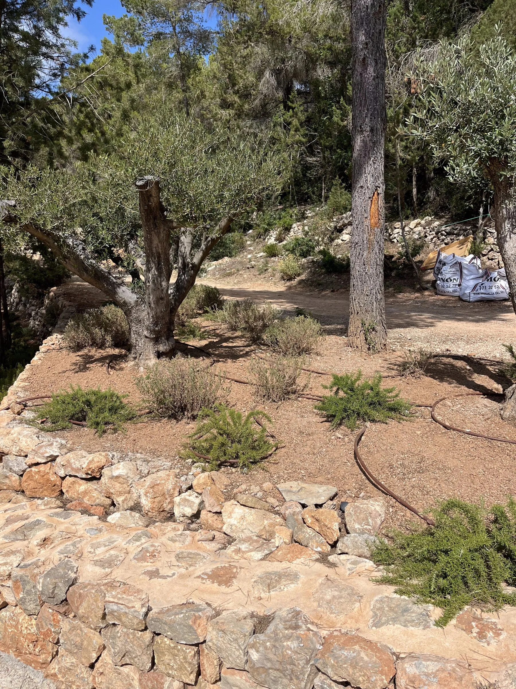 Un bancal de piedra recién plantado con romero