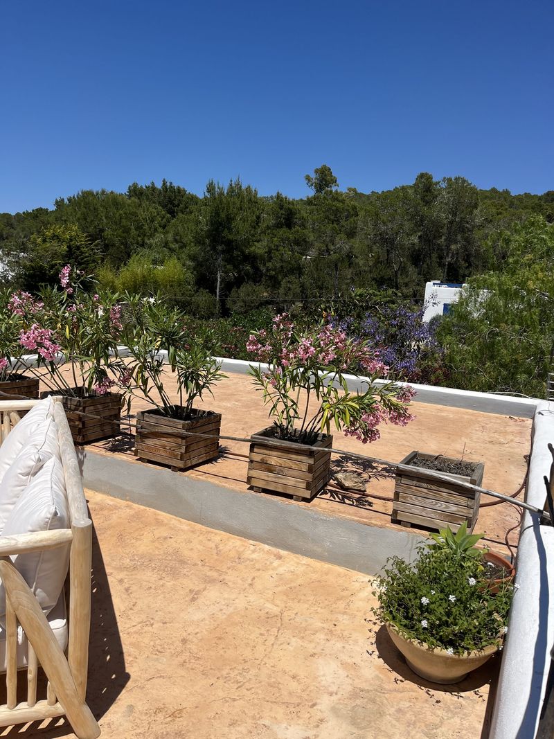 Adelfas en maceta, en flor, a lo largo de una terraza, con pinos mediterráneos al fondo