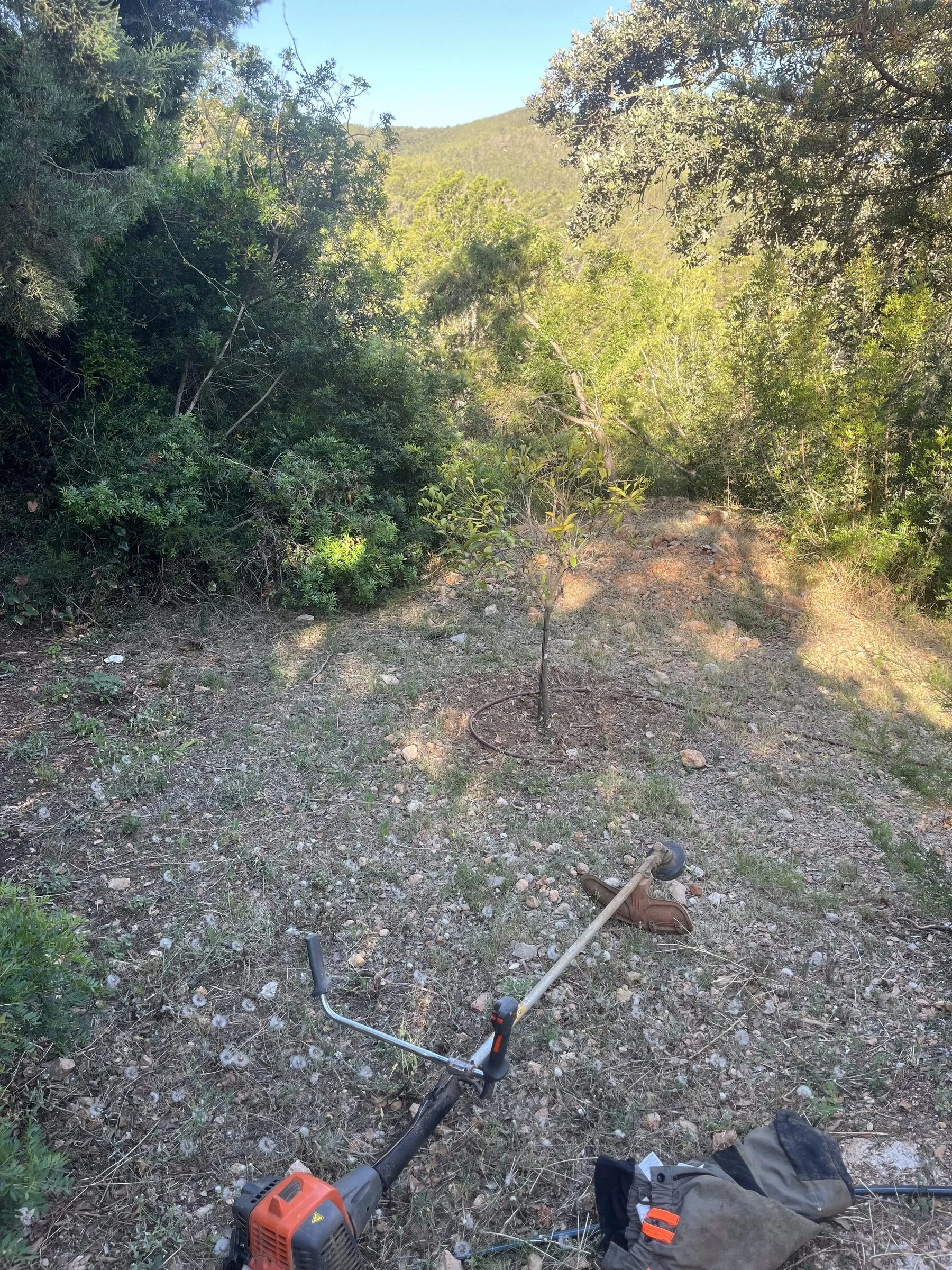 Sotobosque despejado alrededor de un sendero entre pinos, con una desbrozadora en primer plano