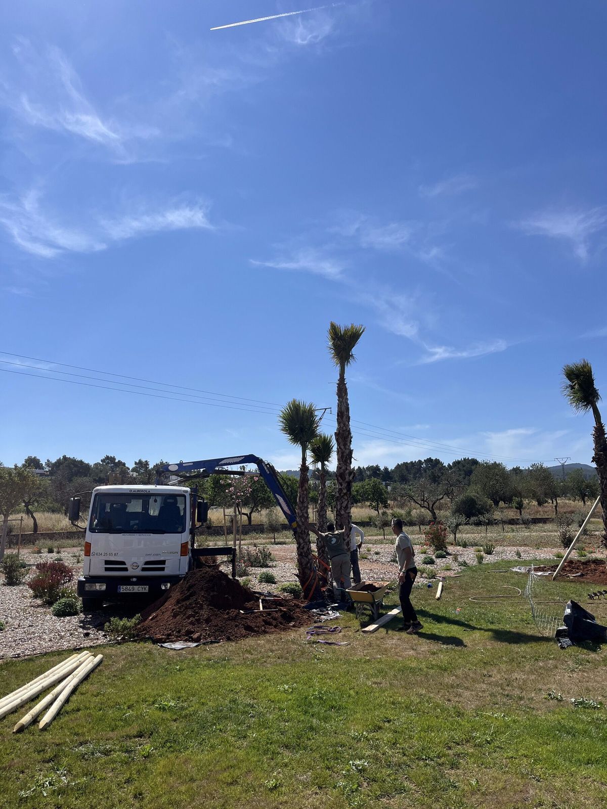 A Washingtonia palm swung by crane over a new-build plot, ready to be set into its planting hole