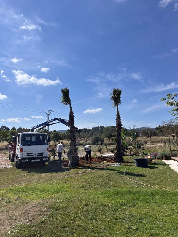 Dos palmeras Washingtonia recién colocadas con grúa sobre el césped, con el camión y el brazo de la grúa al lado
