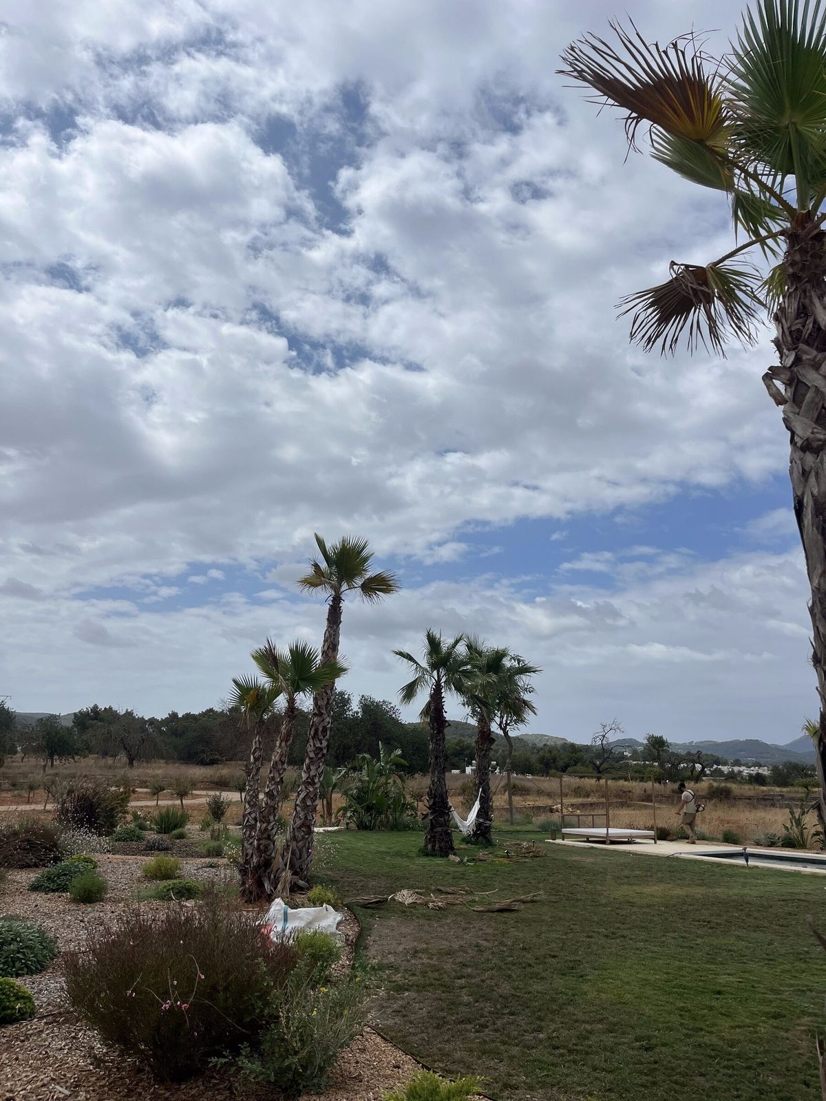 Palmeras Washingtonia ya arraigadas, con el césped crecido alrededor de la piscina