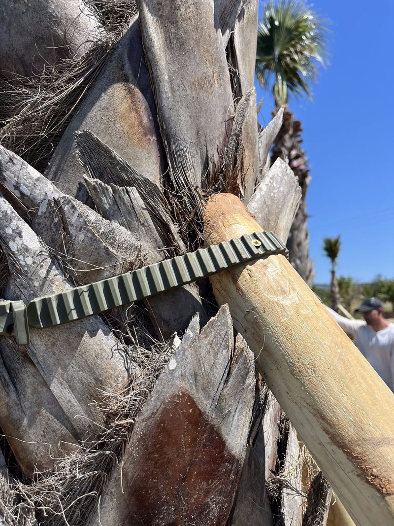 A timber brace strapped to a newly planted palm trunk to stabilise it