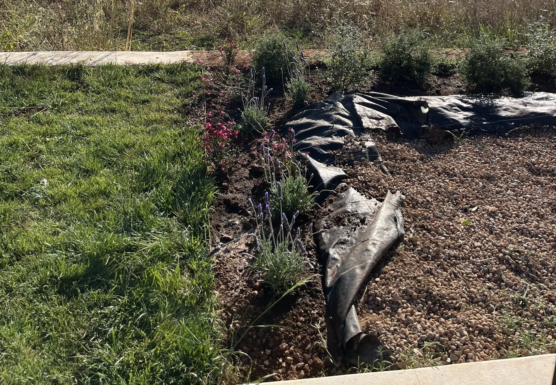 Malla antihierbas negra levantada y enrollada fuera de un parterre de grava plantado con lavanda