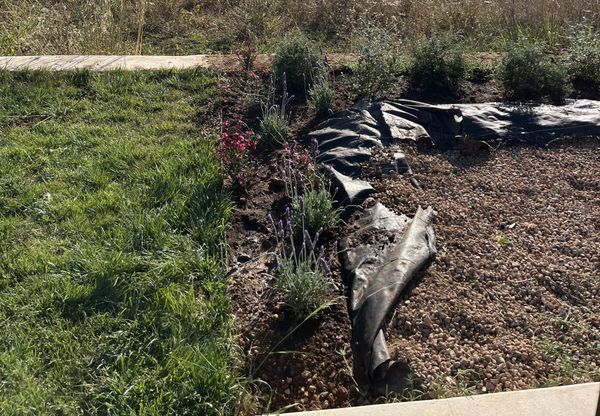 Malla antihierbas negra arrancada y enrollada fuera de un parterre de grava plantado con lavanda