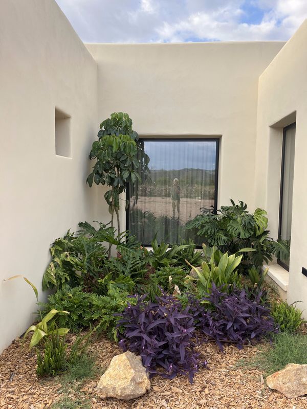 Plantación de sombra con tradescantia morada y helechos bajo una ventana